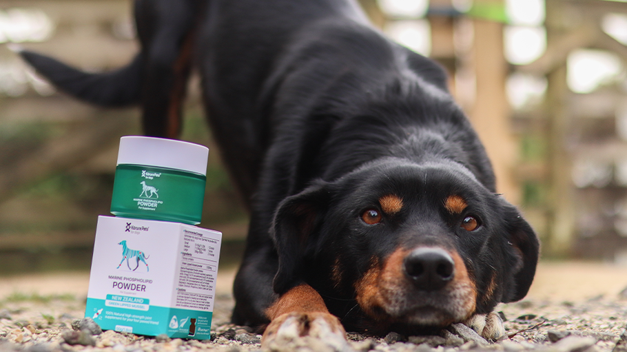 How to Choose the Right Supplements For Your Pets