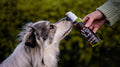 How to Introduce Supplements to Your Pets Diet