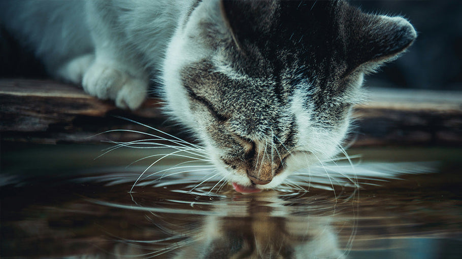 The Importance of Hydration In Cats