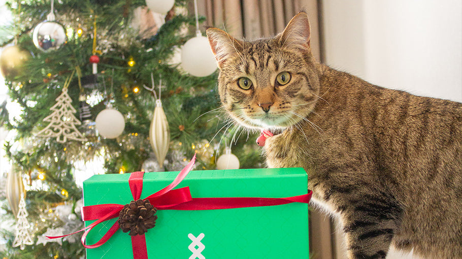 5 Ways to Include Your Pets in Holiday Fun | Festive Ideas for Furry Friends