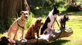 How to Keep Your Pets Happy and Healthy During Summer: Essential Tips for Pet Owners