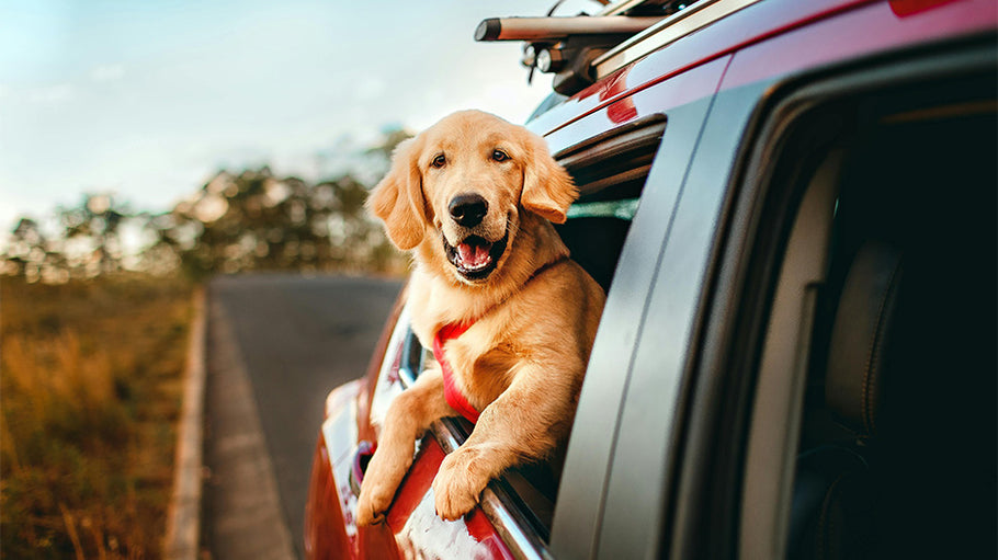 Top Tips for Travelling with Pets This Summer | Safe & Fun Adventures