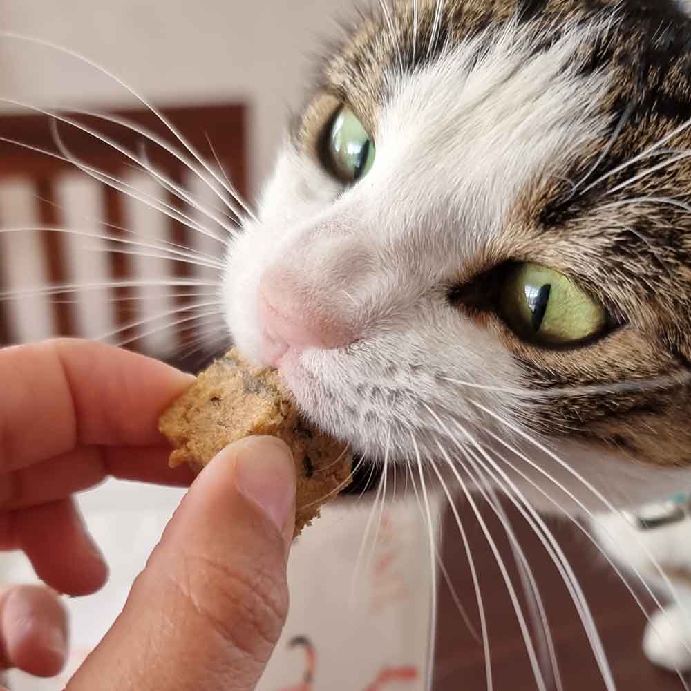 Cat Salmon Bites