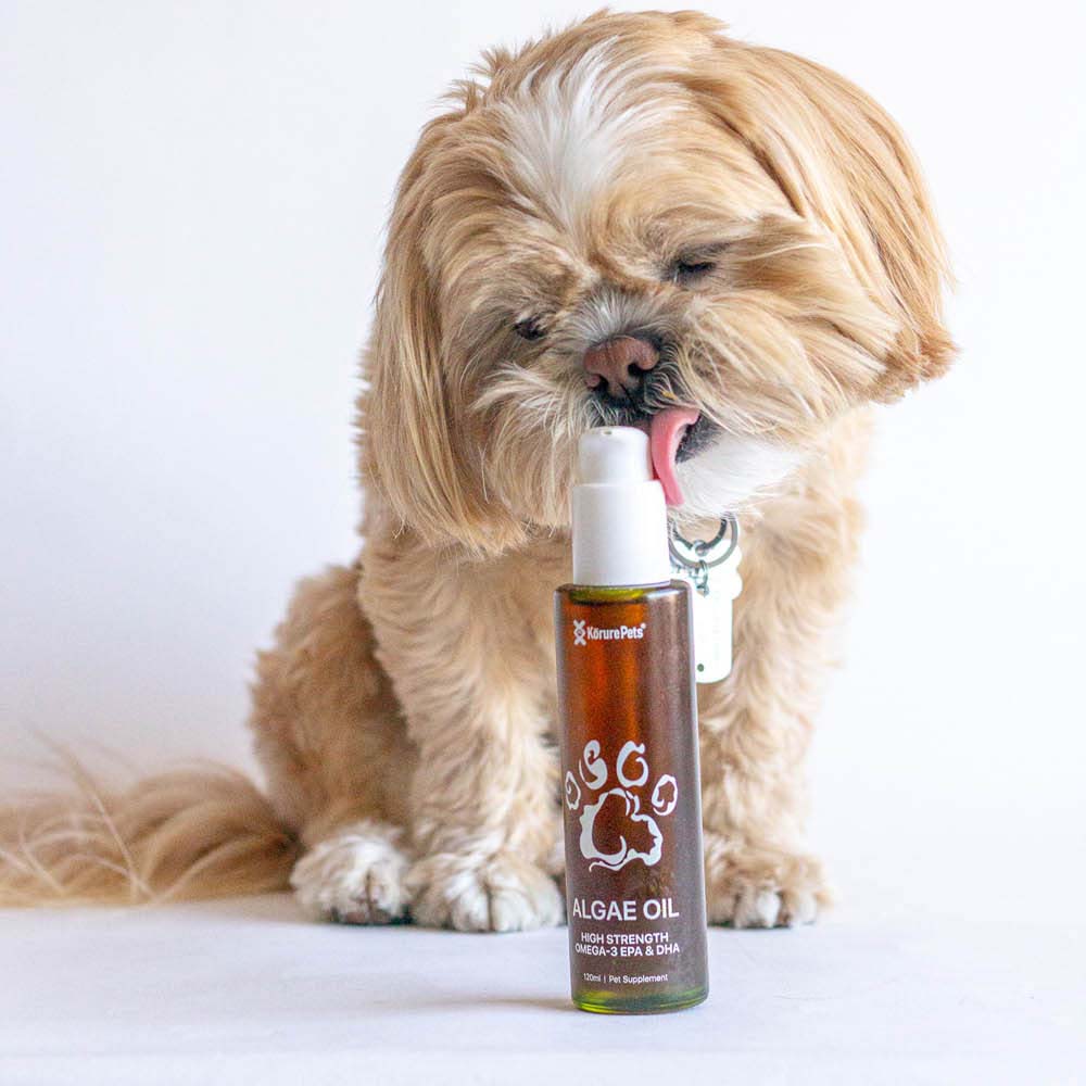 Fish oil for shih tzu best sale